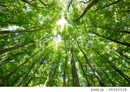 ブナの新緑 30392316