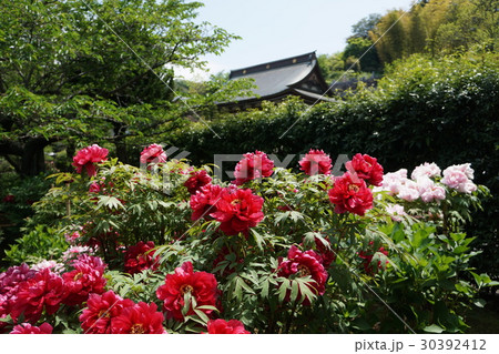建長寺 Kenchoji-Temple 建長寺 Kenchoji-Temple 30392412