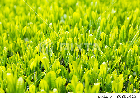 日本茶の茶葉 新芽 新茶 日本茶の茶葉 新芽 新茶 30392415