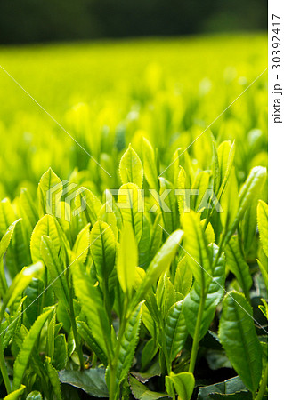 日本茶の茶葉 新芽 新茶 日本茶の茶葉 新芽 新茶 30392417