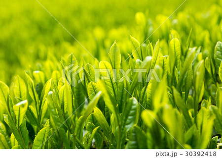日本茶の茶葉　新芽　新茶 30392418