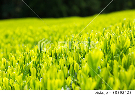 日本茶の茶葉 新芽 新茶 日本茶の茶葉 新芽 新茶 30392423
