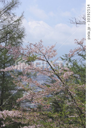 山梨県富士吉田市から見る富士山と桜 山梨県富士吉田市から見る富士山と桜 30392514