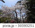 沼津、御用邸、桜、４月、花、青空、満開、静岡、快晴、伊豆、沼津市、空、桃色 30393251