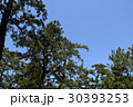 沼津、御用邸、桜、４月、花、青空、満開、静岡、快晴、伊豆、沼津市、空、桃色 30393253