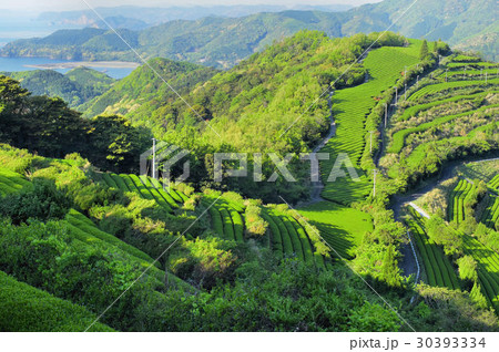 地下の茶山 30393334