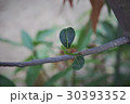 Green Leafs 30393352