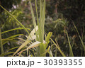 Grass Tree Long Leafs 30393355
