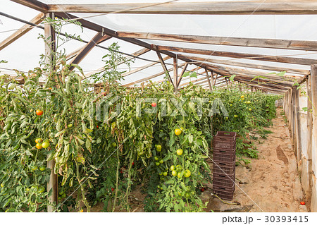 Rows of tomato plants growing inside greenhouse. 30393415
