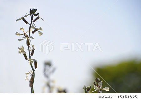 ルッコラの花 30393660