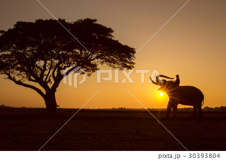 Silhouette tree animal elephant and mahout man  Sunrise backgrou 30393804