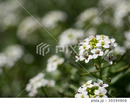 クレソン オランダガラシ の花の写真素材