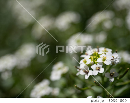 クレソン オランダガラシ の花の写真素材