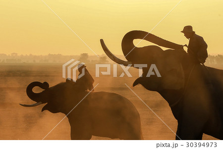 Elephants and two mahout 30394973