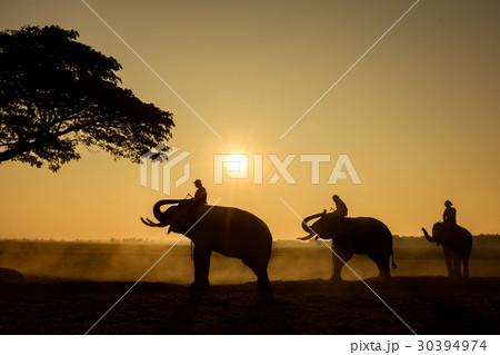 Silhouette Elephants and three mahouts  30394974