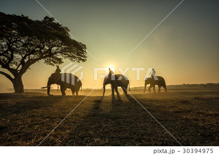Three elephants walking the rope to a tree 30394975