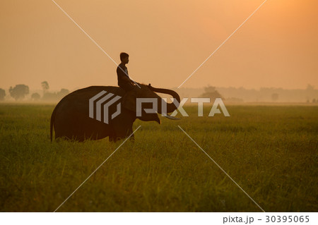 Man riding an elephant in the middle 30395065