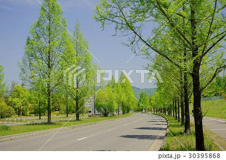 けいはんなの新緑の並木３ 30395868