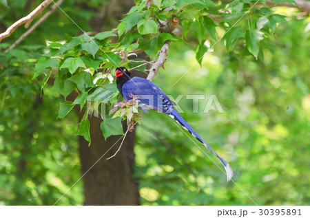 羽根 はね フェザー 30395891