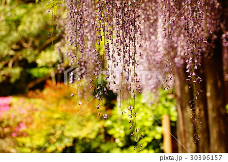 久伊豆神社の藤の花 30396157