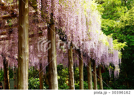 久伊豆神社の藤の花 久伊豆神社の藤の花 30396162