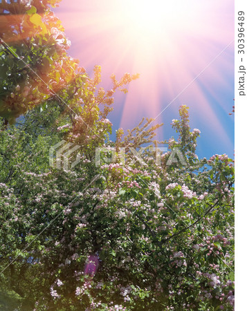 Apple tree branch with flowers Apple tree branch with flowers 30396489