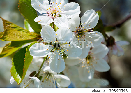 white cherry flowers on spring time white cherry flowers on spring time 30396548