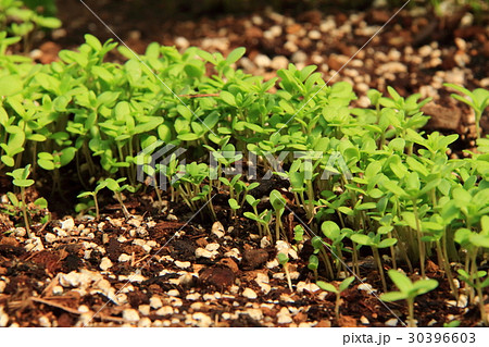 春菊の発芽 双葉の写真素材