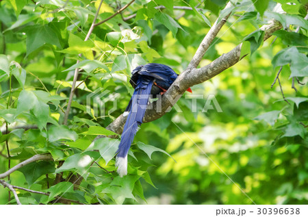 羽根 はね フェザー 30396638