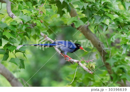 羽根 はね フェザー 30396639