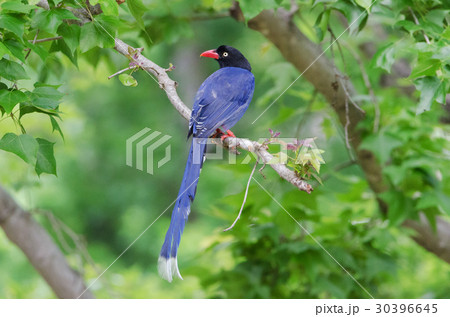 羽根 はね フェザー 30396645