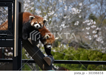 レッサーパンダ　桜 30396658