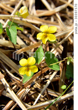 キスミレ　やまなみハイウェイ 瀬の本高原 30397370