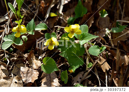 キスミレ　やまなみハイウェイ 瀬の本高原 30397372