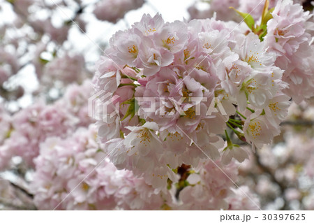 京都御所 桜 京都御所 桜 30397625