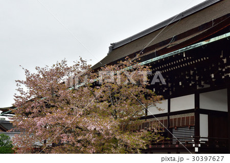 京都御所 紫宸殿 左近の桜 京都御所 紫宸殿 左近の桜 30397627
