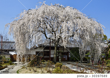 本満寺 枝垂れ糸桜 本満寺 枝垂れ糸桜 30397689
