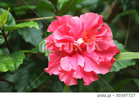 アオイ科 ゼニアオイ アオイ 30397727