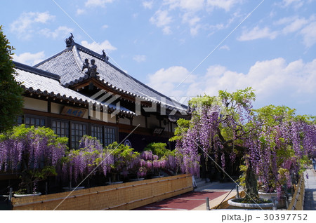 古刹の藤 古刹の藤 30397752