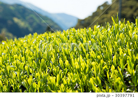 日本茶の茶葉　新芽　新茶 30397791