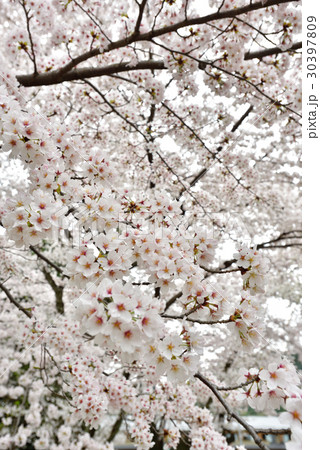 嵐山　中の島公園の桜 30397809