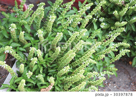 植物 工場 プランツ 30397878