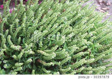 植物 工場 プランツ 30397879