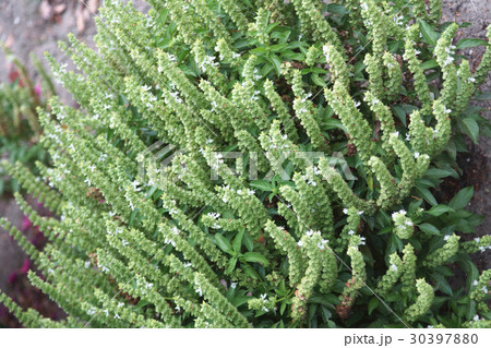 植物 工場 プランツ 30397880