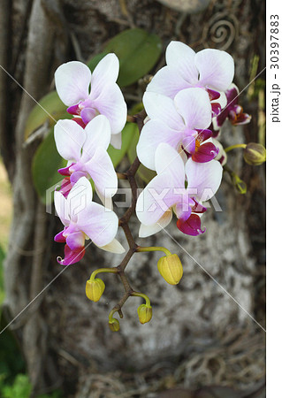 蘭 ラン 洋ラン 30397883