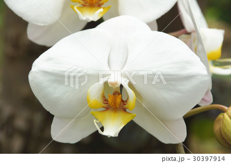 蘭 ラン 洋ラン 30397914