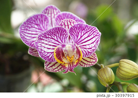 蘭 ラン 洋ラン 30397915