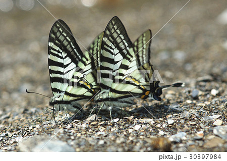 蝶 チョウ 蝴蝶 30397984