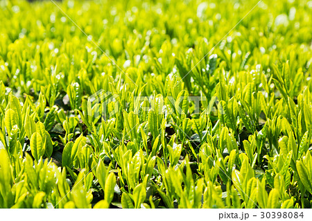 日本茶の茶葉　新芽　新茶 30398084