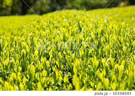 日本茶の茶葉　新芽　新茶 30398085